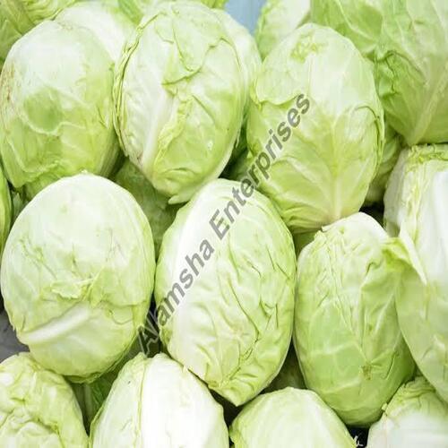 Floury Texture Healthy Rich Natural Taste Green Fresh Cabbage