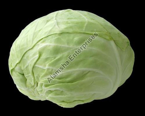 Healthy Rich Natural Taste Floury Texture Green Fresh Cabbage