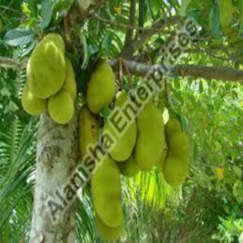 Rich Healthy Natural Delicious Taste Green Fresh Jack Fruit