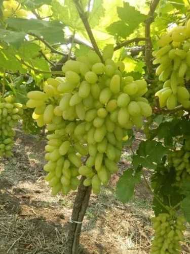 A Grade 100% Organic Farm Fresh Juicy Sweet Green Grapes