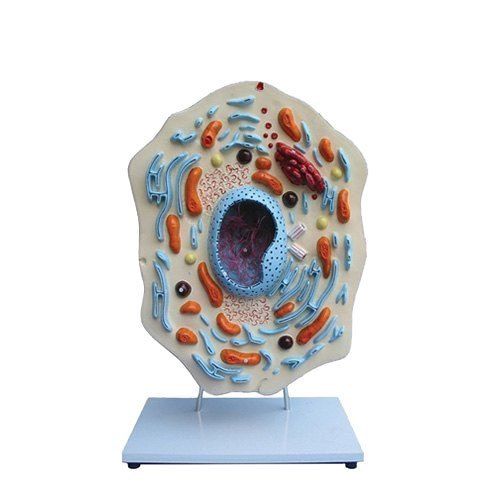 Animal Cell Three Dimensional Zoology Anatomy Model