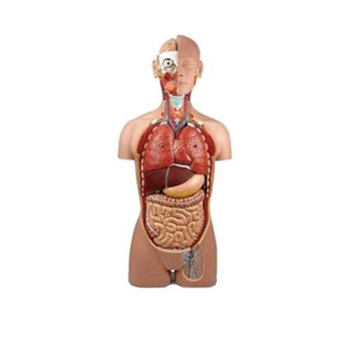 Human Anatomy Torso