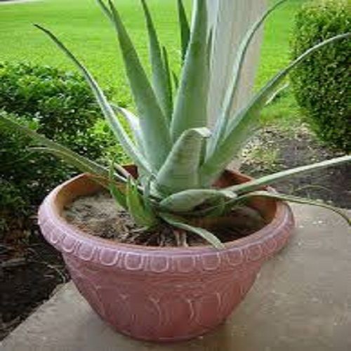 Organic Product Fresh Aloe Vera Plant With 6 Months Shelf Life 