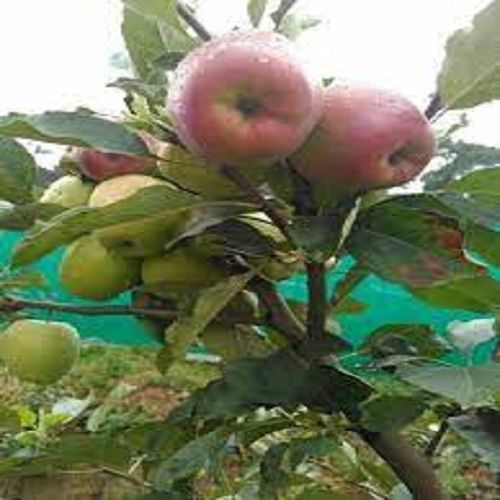 Fresh Red Apple Plant with Three Month Shelf Life