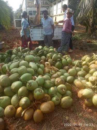 Green Color Coconut