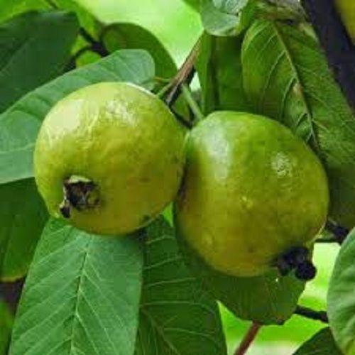 Natural and Green Fresh Guava Plant