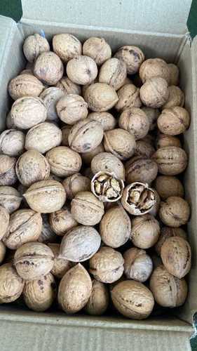 Indian Origin, Pure And Premium Quality Kashmiri Walnut With High Nutritious Value