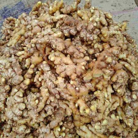 Wholesale Price Export Quality Fresh Ginger For Seasoning