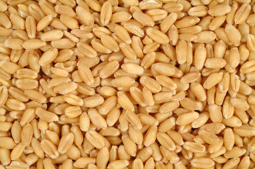 No Preservatives Rich Natural Taste Healthy Brown Organic Wheat Seeds