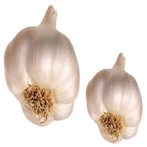 Rich Natural Fine Taste Healthy Organic Creamy Fresh Garlic
