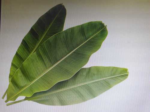 85 Percent Maturity Organic Green Banana Leaf for Food Serving