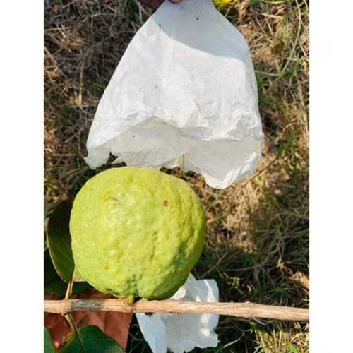 Fruit Protection Plastic Bag