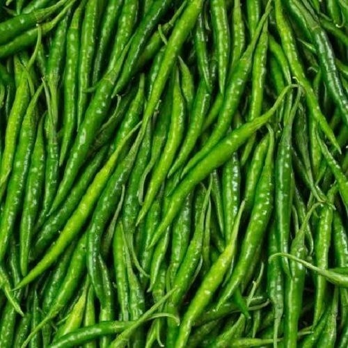 A Grade 100% Pure Organic Farm Fresh Green Chilli G4