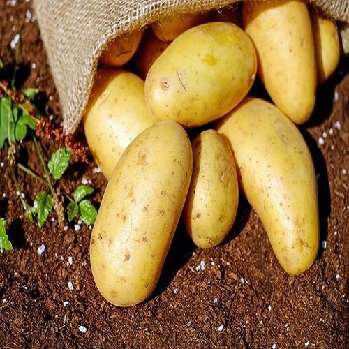 Round & Oval Mild Flavor Rich Natural Delicious Taste Brown Fresh Potato