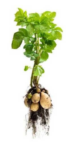 Natural Tissue Culture Potato Plant