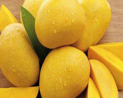 Healthy Sweet Delicious Rich Natural Taste Yellow Fresh Mango