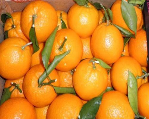 Juicy Delicious Natural Rich Taste Healthy Fresh Orange Origin: India