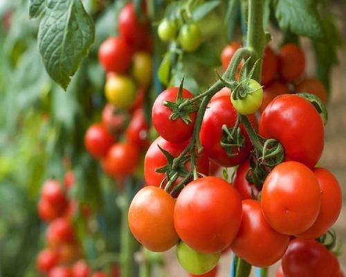 Round & Oval Rich In Vitamin Natural Taste Healthy Red Fresh Tomato