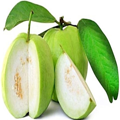 Sweet Delicious Rich Natural Taste Healthy Organic Green Fresh Guava