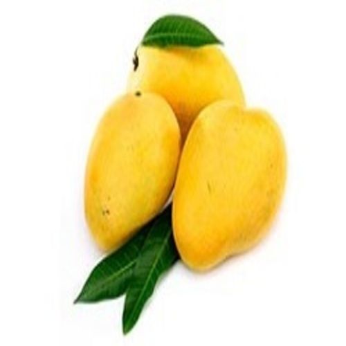 Sweet Delicious Rich Natural Taste Organic Yellow Fresh Mango