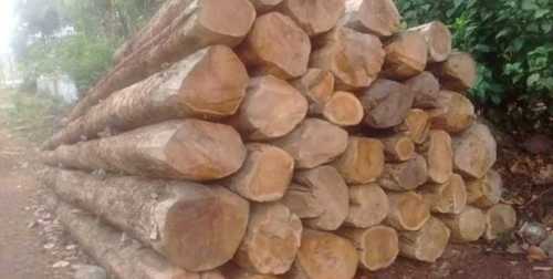 100% Natural Forest Teak Wood Logs For Furniture