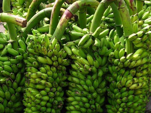 Absolutely Delicious Rich Natural Taste Healthy Organic Green Fresh Banana