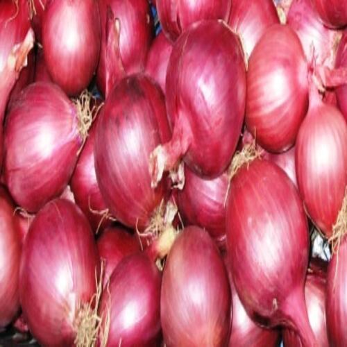 Enhance The Flavor Rich Healthy Natural Taste Fresh Red Onion