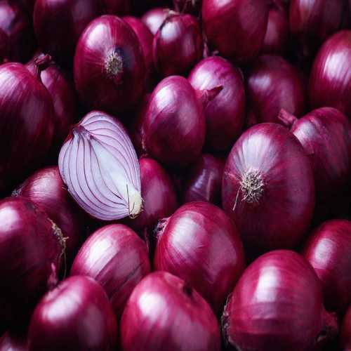 100 Percent Natural and Organically Grown Round Shape Fresh Red Onions