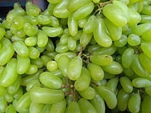 Fresh Green Grapes, Seedless Good For Digestion And Weight Reduction