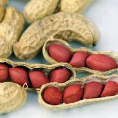 HIgh Protein Natural Taste Healthy Dried Organic Red Peanuts