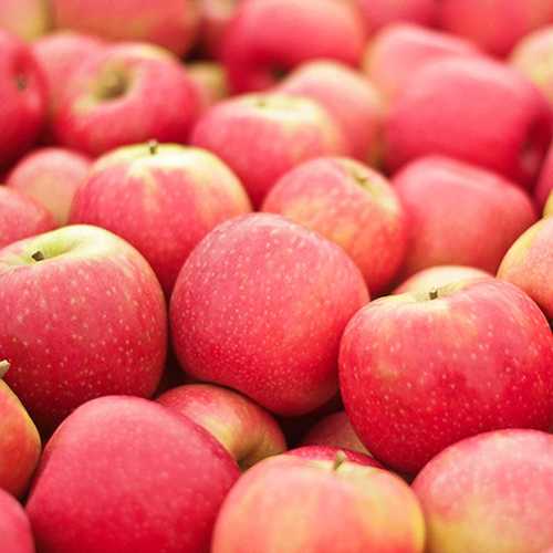 Common Tasty And Delicious, Fresh Red Apple Contains Vitamins And Antioxidants