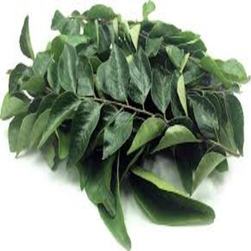 Aromatic Rich Natural Taste Healthy Organic Green Dried Curry Leaves