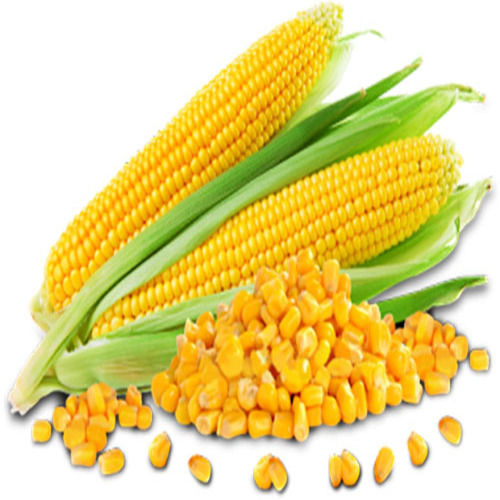 Carbohydrates 18.7G Healthy Rich Natural Fine Taste Dried Yellow Corn Size: Standard