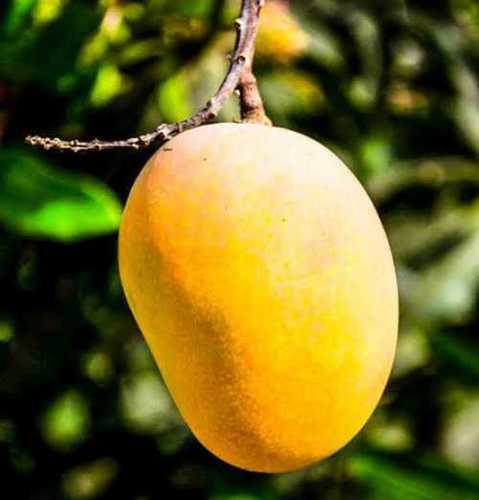 Common 100 Percent Mature High Nutrition Value Mild Sweet Fresh Mango In Yellow Color 