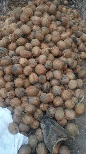 A Grade 100% Pure and Natural Brown Colour Semi Husked Whole Coconut