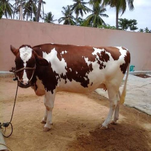 Brown And White Hf Cow  Gender: Female