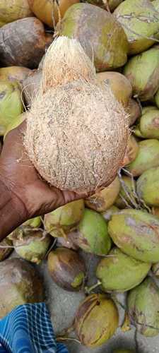 Fresh Green Coconut Good For Lower Blood Pressure And Diabetes Patients