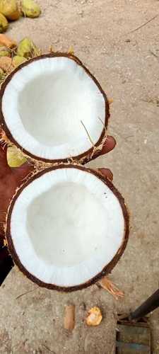 Fully Husked Whole Coconut For Preparing Food And Coconut Oil