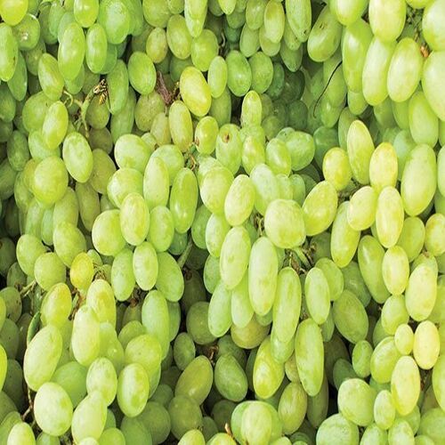 Juicy Rich Delicious Natural Taste Healthy Green Fresh Grapes