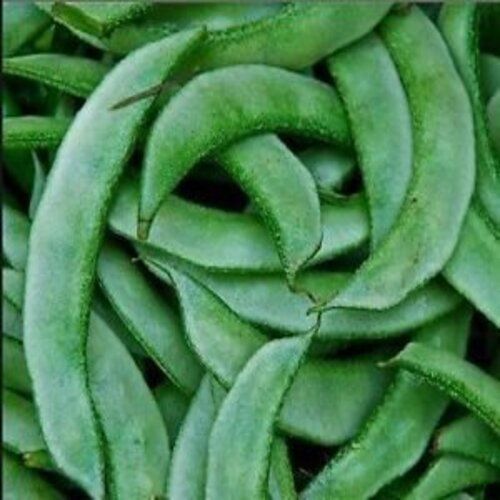 Maturity 100 Percent Organic Healthy Natural Taste Green Fresh Flat Beans