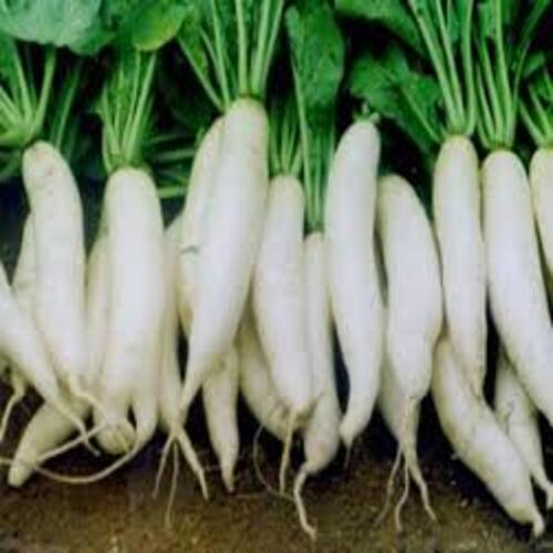 Moisture 10 Percent High Fibre Healthy Natural Rich Taste Organic White Fresh Radish