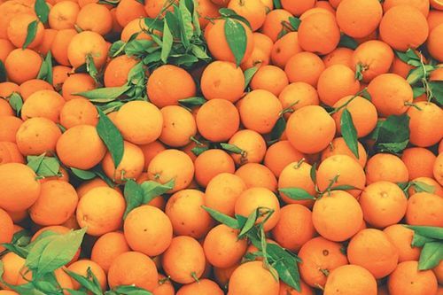 No Pesticides Juicy Delicious Natural Rich Taste Healthy Fresh Orange