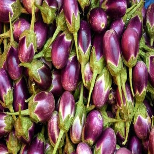 Potassium 229mg Fine Healthy Natural Rich Taste Purple Fresh Brinjal
