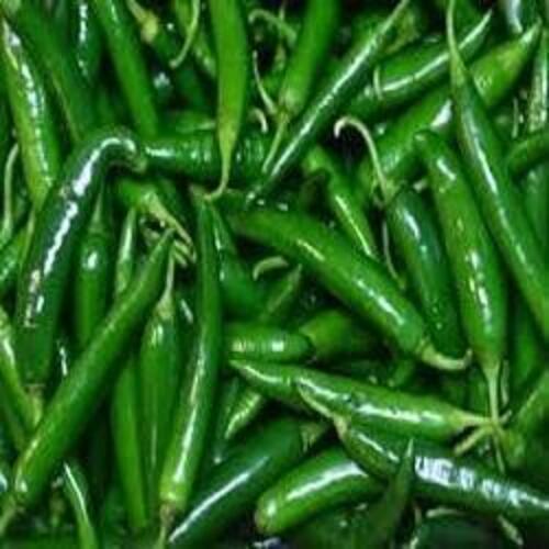 Pesticides Free Spicy Natural Taste Rich In Color Fresh Green Chilli