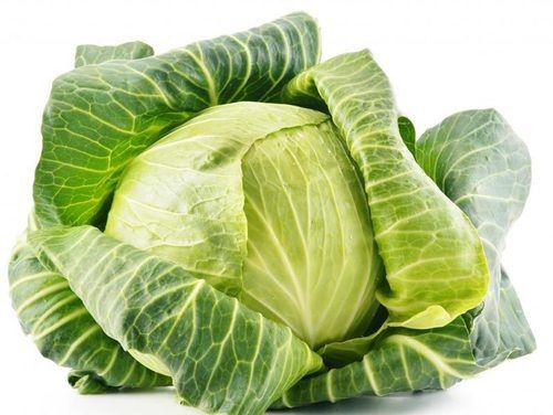 Floury Texture Healthy Rich Natural Fine Taste Green Fresh Cabbage