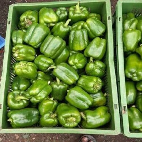 Healthy Natural Fine Rich Taste Fresh Green Capsicum for Cooking