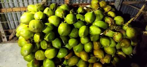 Organic Grade Rich Taste And Indian Origin, Green Coconut With High Nutritious Value