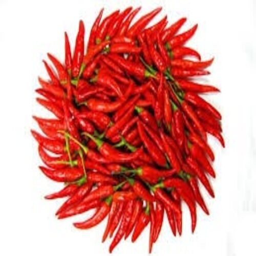 Spicy Natural Taste Rich in Color Healthy Fresh Red Chilli