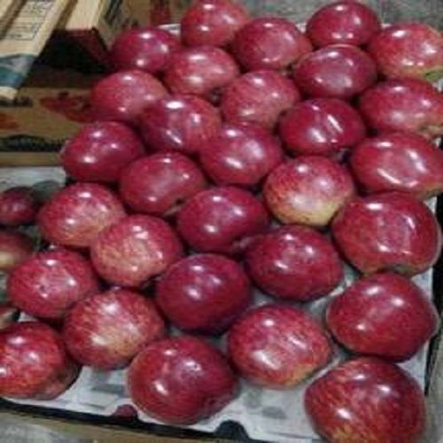 Sweet Delicious Rich Natural Taste Healthy Red Indian Fresh Apples