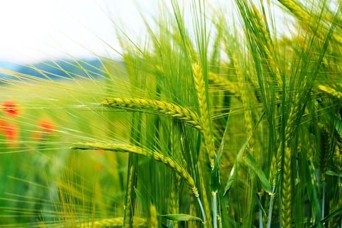 20 To 25 Kilograms Gluten Free Organic Wheat Grain For Cooking